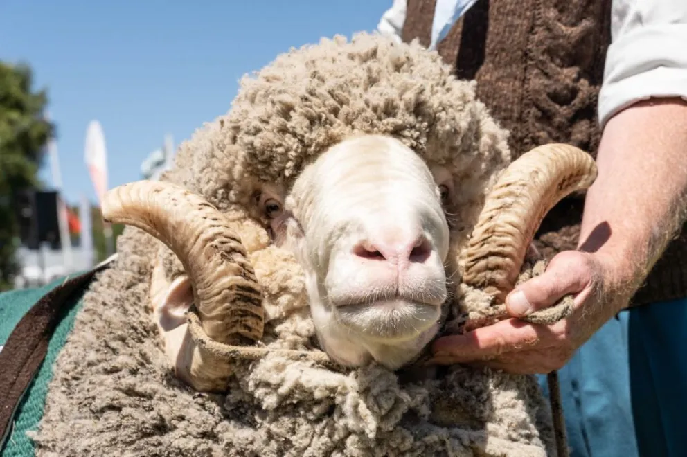 Tres jornadas para disfrutar en familia.