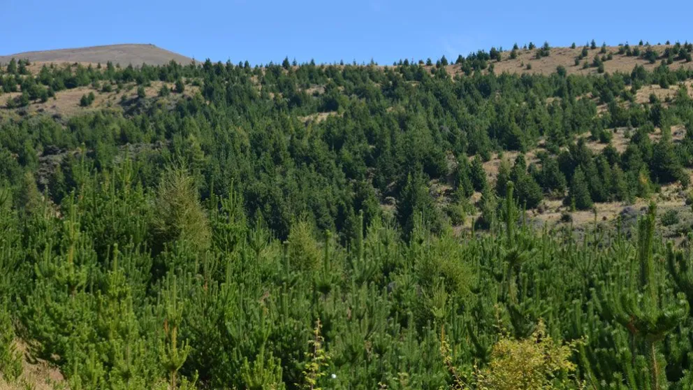 La piña del pino radiata 