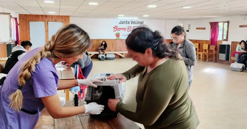 El El Frutillar castraron 193 perros y gatos.