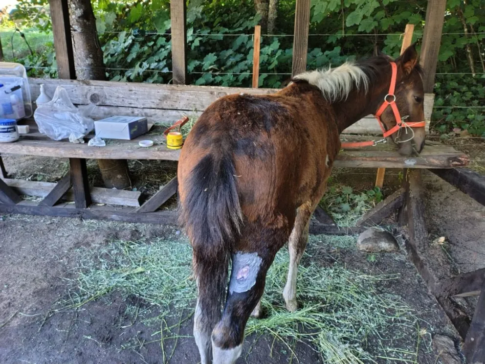 El caso de Aura vuelve a poner en agenda la importancia de la denuncia responsable.