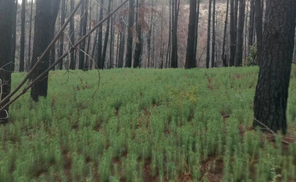 Desde Bomberos Voluntarios insistieron en que la prevención y el manejo temprano de estas áreas son la única forma de romper este ciclo.