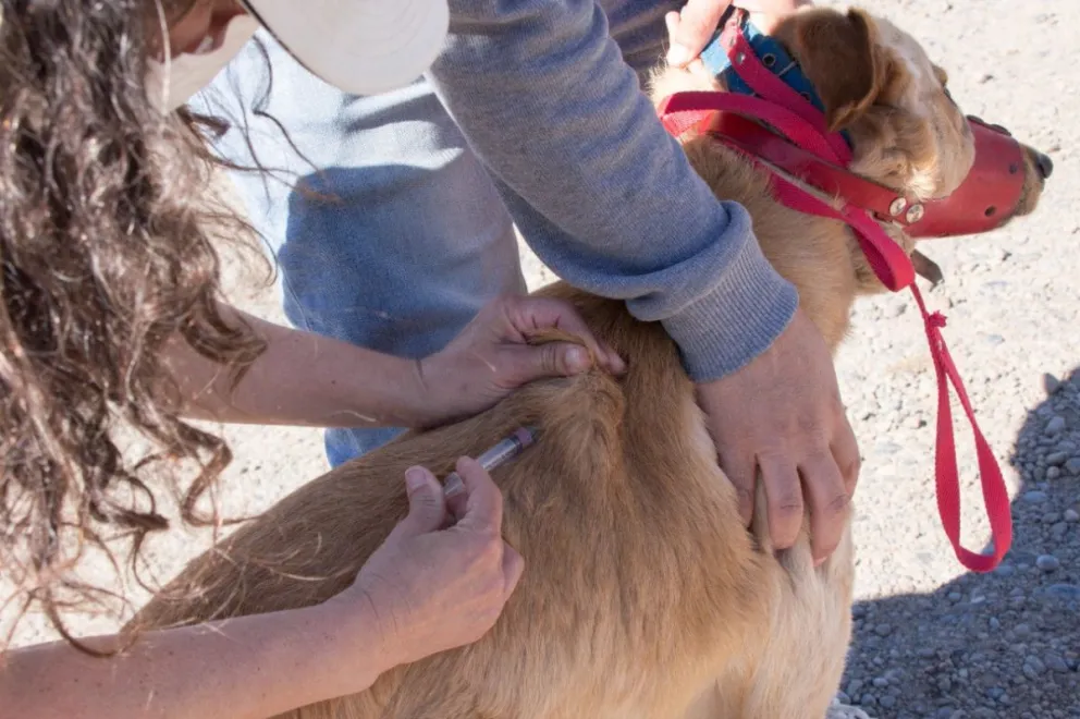 Una política pública clave de prevención sanitaria que busca proteger tanto la salud animal como la salud humana en toda la ciudad. 