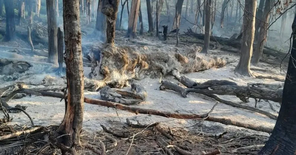 Trabajan en el área afectada.