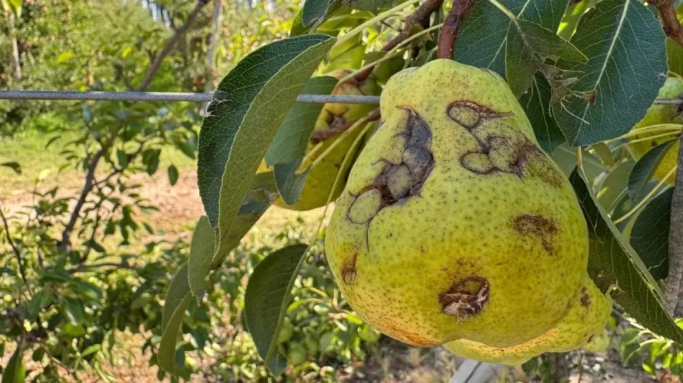 Foto: Gobierno de Río Negro.