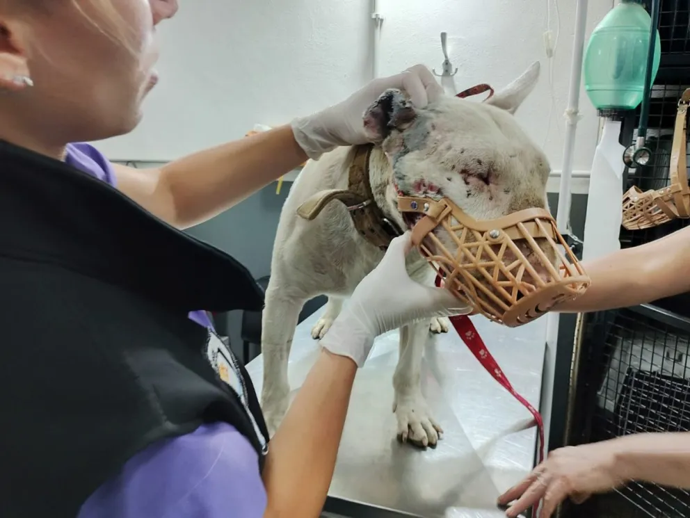 Sanidad Animal activó de inmediato los protocolos sanitarios. Foto Municipalidad de Bariloche.