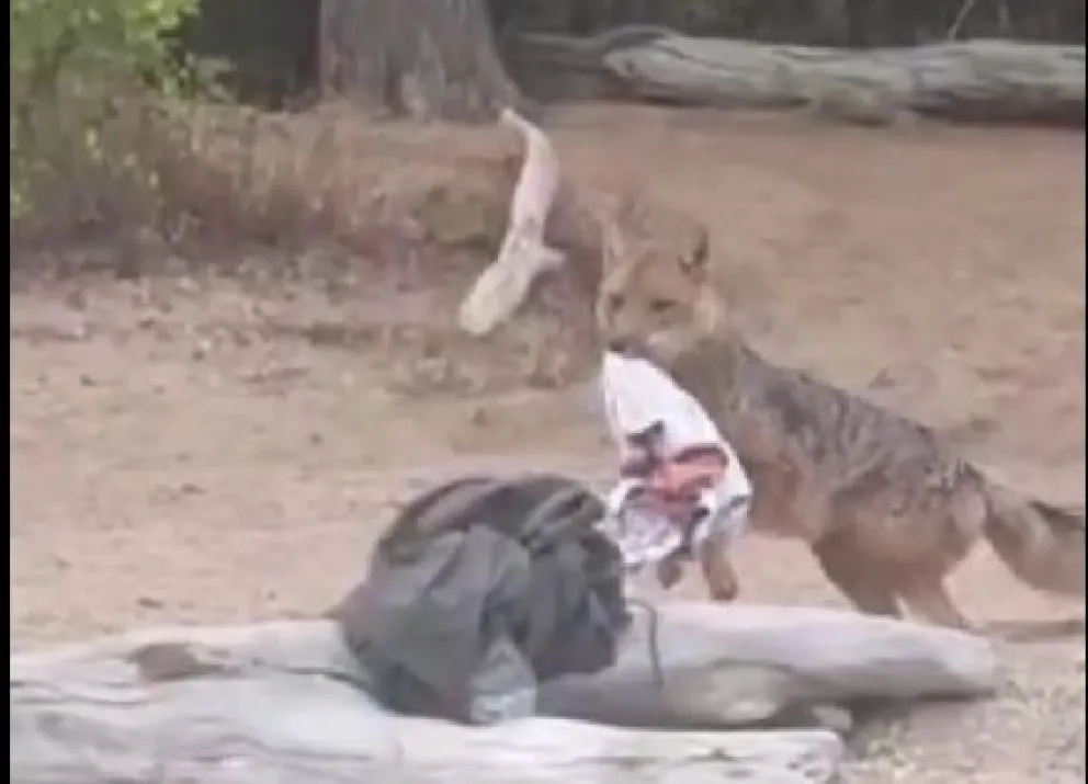 Un zorrito olfateó una remera en Playa Muñoz y se la llevó bosque adentro. 