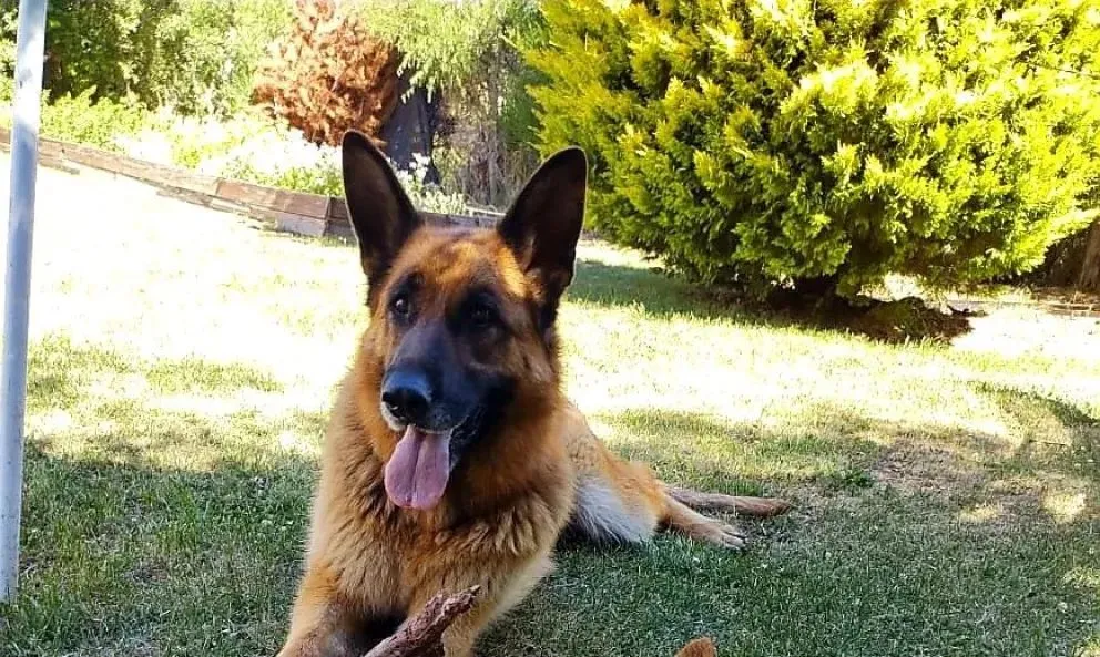 El golpe de calor es una de las principales amenazas y puede generar consecuencias graves si no se actúa a tiempo.