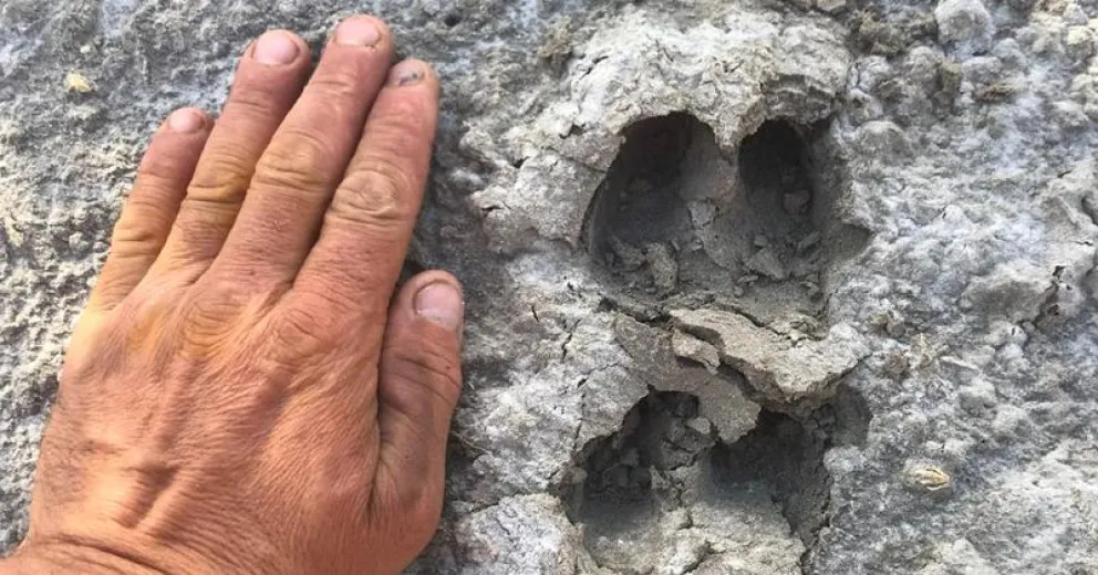 La comparación para tener idea del tamaño de la huella que deja el jabalí.