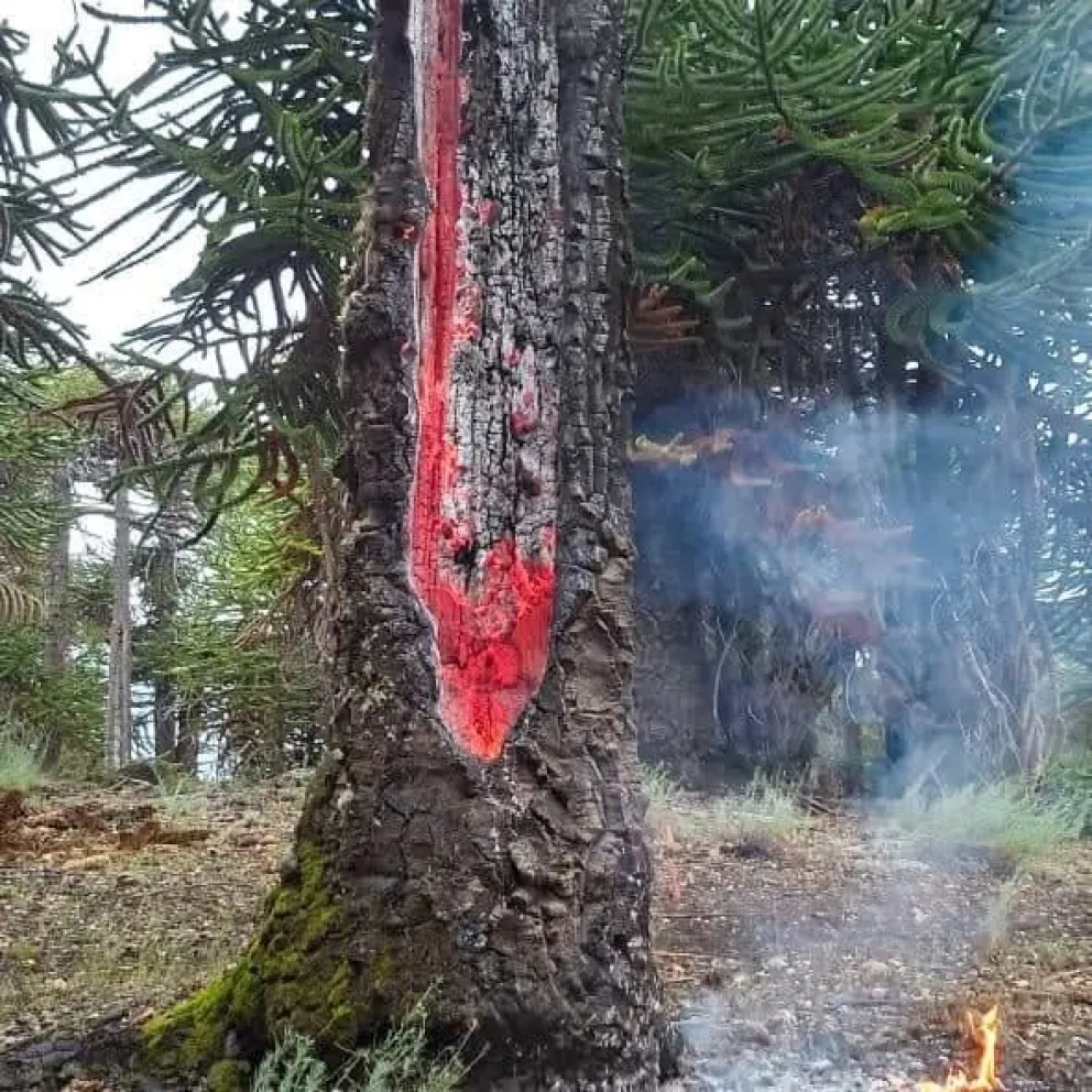 El fenómeno meteorológico dejó su marca en los árboles.