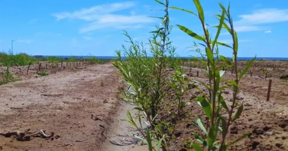 Sauces o álamos, buenos al momento de la cobertura. Foto INTA.