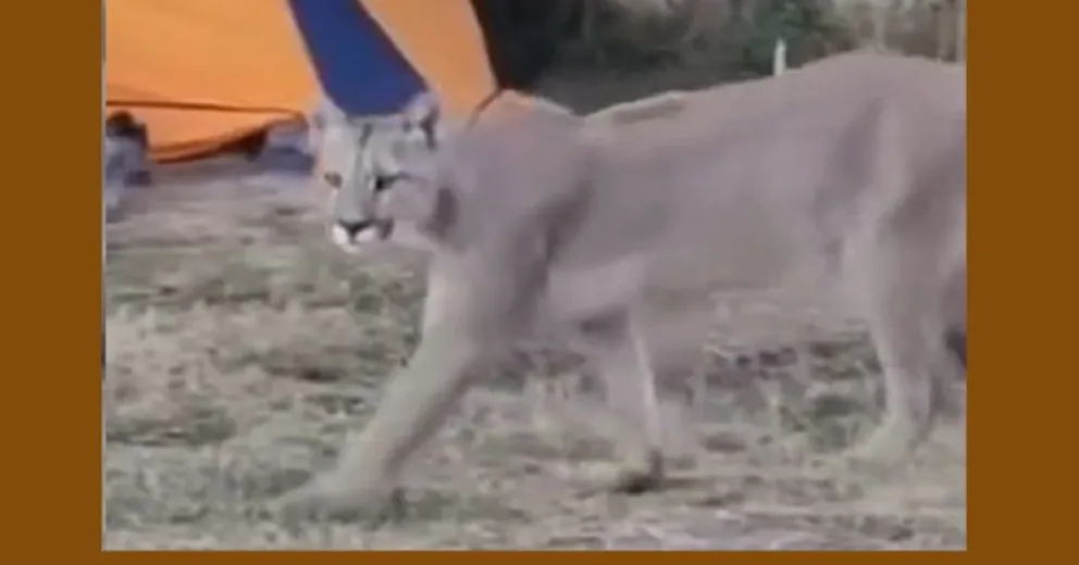 Pasó muy cerca de algunas carpas.