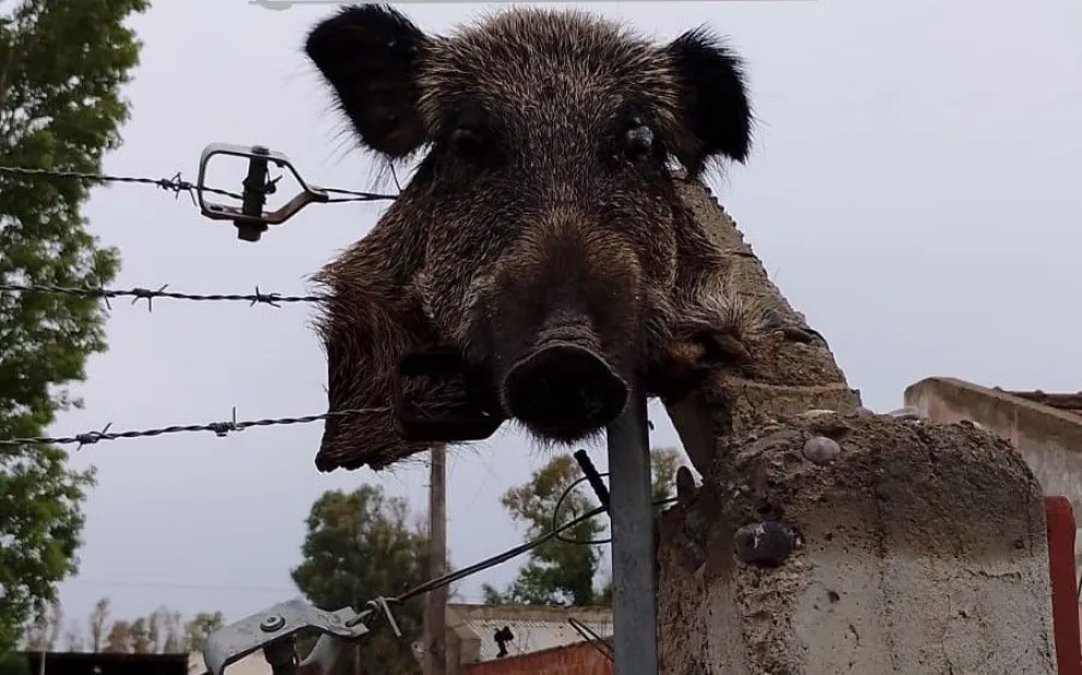 Desconocidos clavaron una cabeza de un jabalí en el cerco de una escuela de la provincia. 