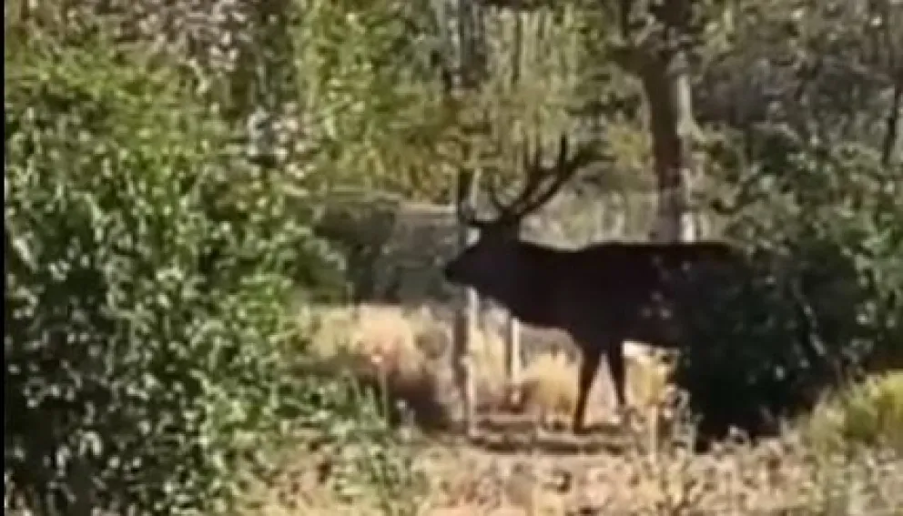La silueta de un enorme ciervo macho en la zona de la estepa. 