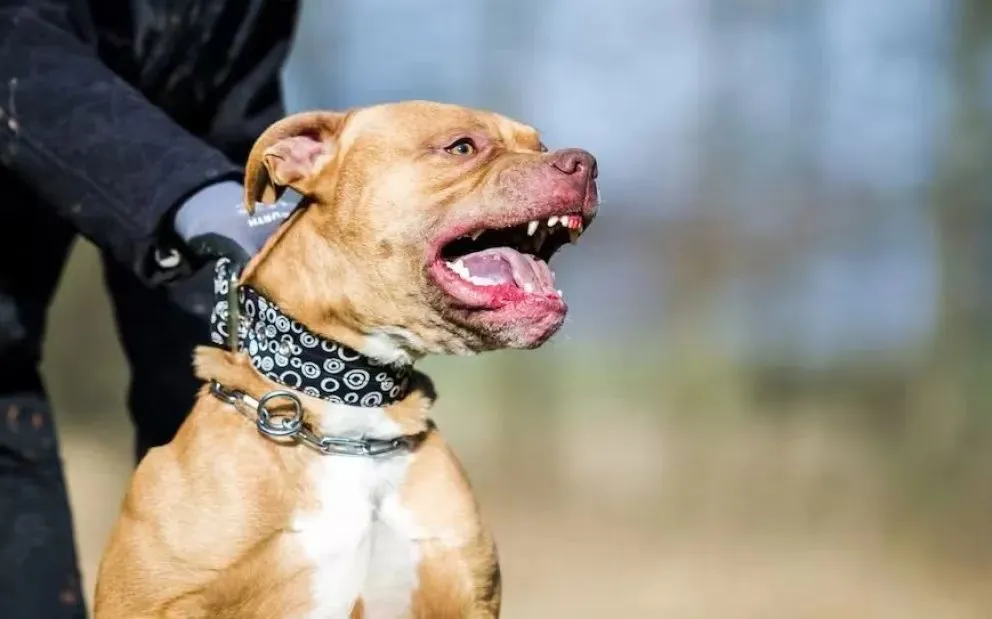 La joven sufrió una herida en la mano izquierda. Imagen ilustrativa. 