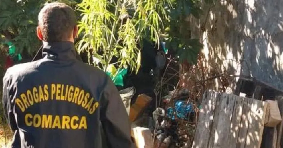 Partes de las plantas secuestradas durante el allanamiento.