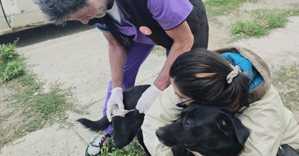 Continúan con el programa de castraciones gratuitas. 