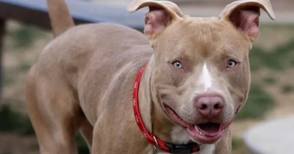 Uno de los hechos fue encuadrado como infracción a la Ley Nacional 14.346 de Protección Animal.