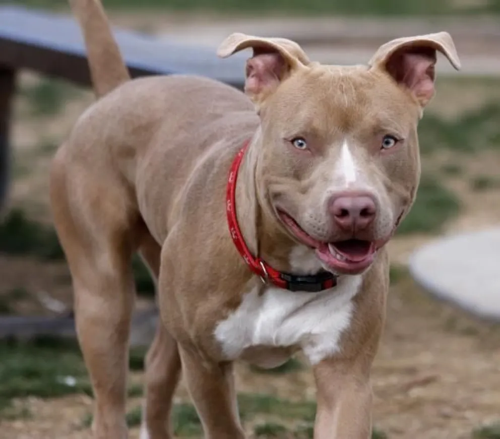 Se dispuso la prohibición de acercamiento a menos de cien metros y la prohibición absoluta de contacto, respecto de la víctima.