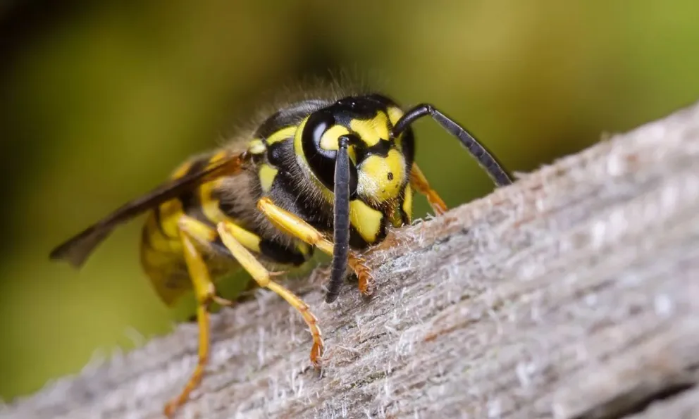 Durante estos meses se difundió el uso de trampas caseras con carne y agua jabonosa.
