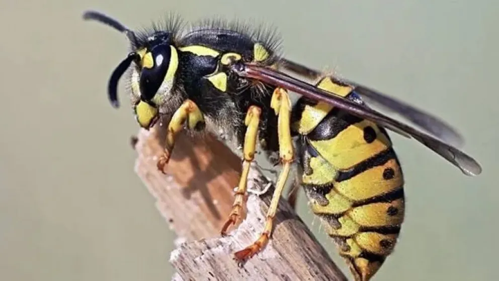 La chaqueta amarilla aparece con intensidad durante febrero. 