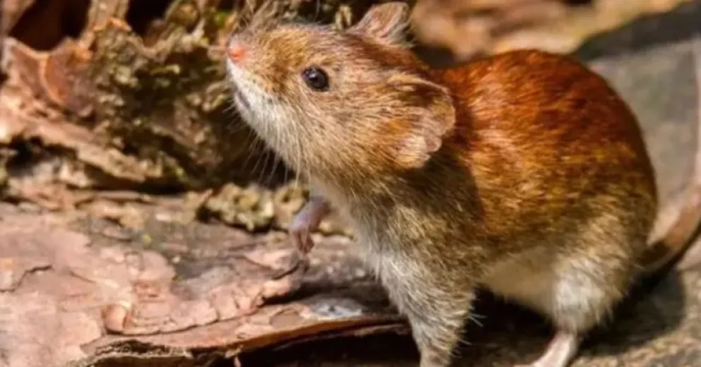 Los incendios forestales aumentan la llegada de roedores a zonas urbanas.