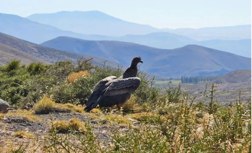 Momentos de enorme emoción. Imágenes de FM del Lago de San Martín de los Andes.