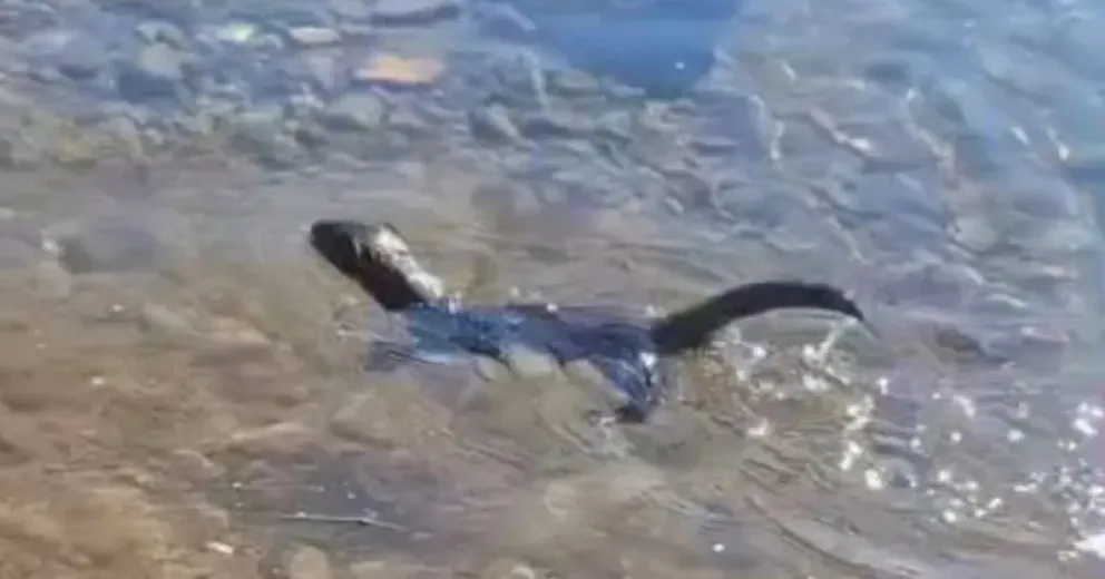 Es notorio el avance en Patagonia.