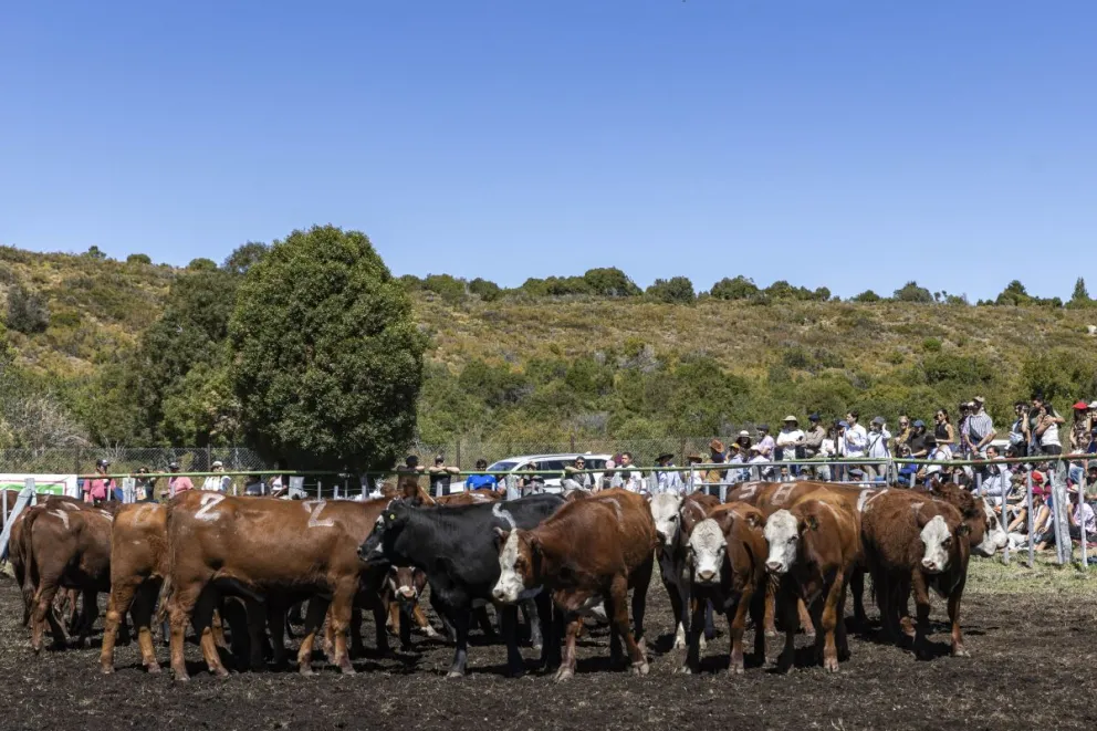 Una imagen del Festival Rural de la Patagonia, que se realizó en febrero en el mismo predio donde ahora se llevará a cabo el remate feria de hacienda general (foto: Eugenia Neme).