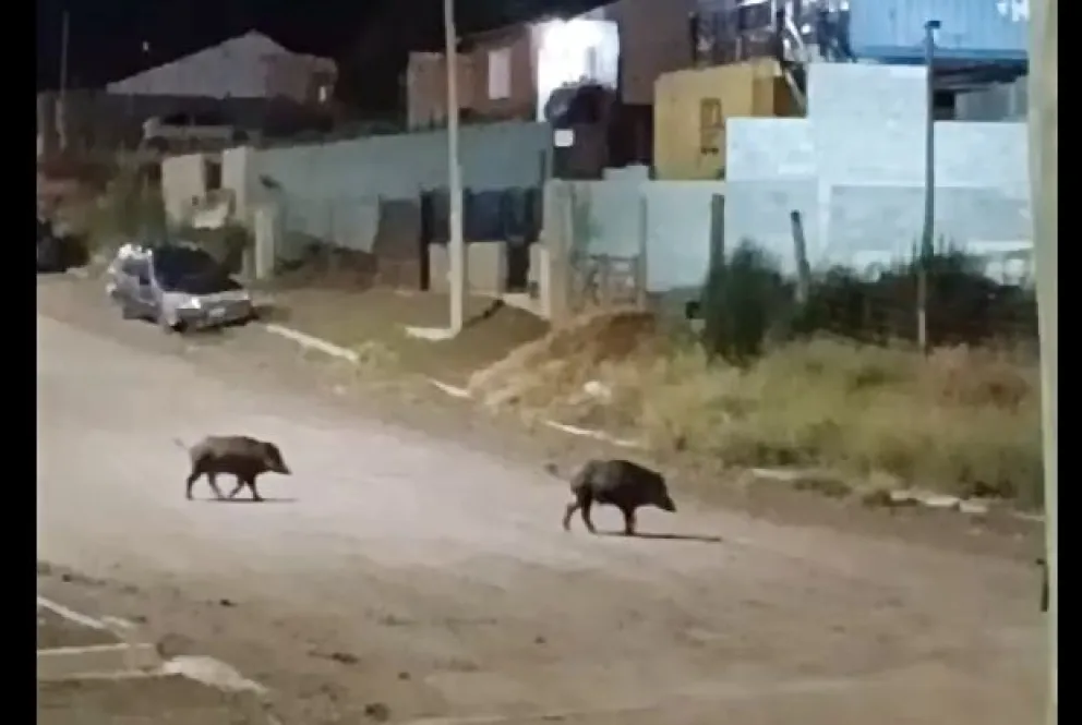 Este mes, varios vecinos vieron a jabalíes recorriendo las calles de distintos barrios del este. 
