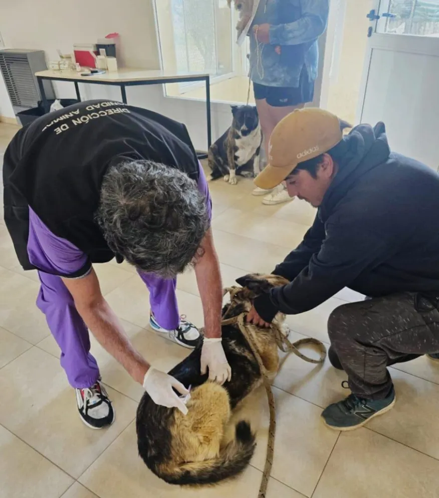 Durante 2025 se consolidó un crecimiento sostenido en castraciones, vacunaciones y presencia territorial.