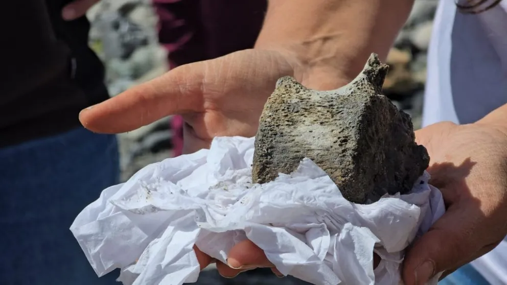 Así sería una imagen del animal prehistórico. 