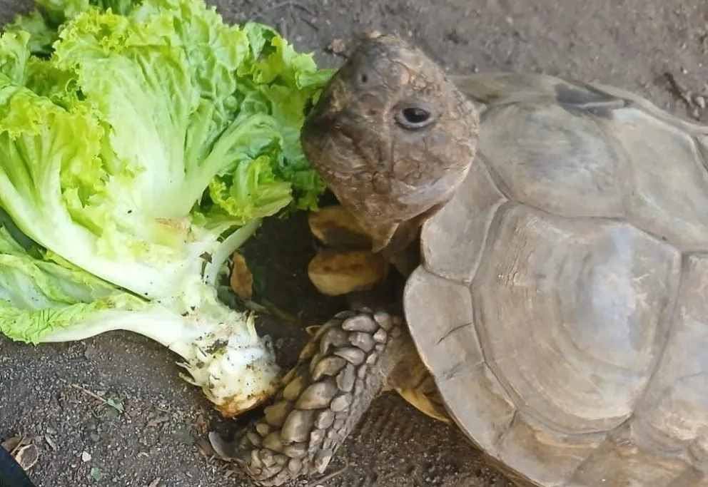 "Crush", asi la bautizaron, espera ir a un lugar donde le den el trato que necesita. 