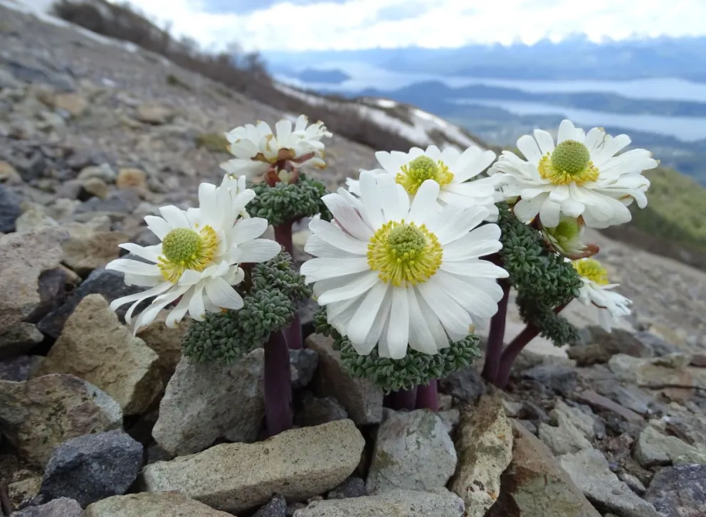 Una de las especies que necesita un cuidado particular para su preservación. 