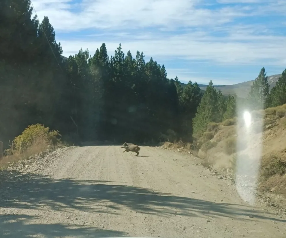 Otro avistaje de un jabalí cerca de Bariloche y van.... Foto: gentileza Daniel Chiesa
