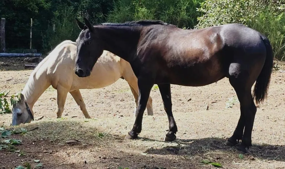 El equipo de Sanidad Animal realizó 39 intervenciones de captura segura en distintos puntos de la ciudad.