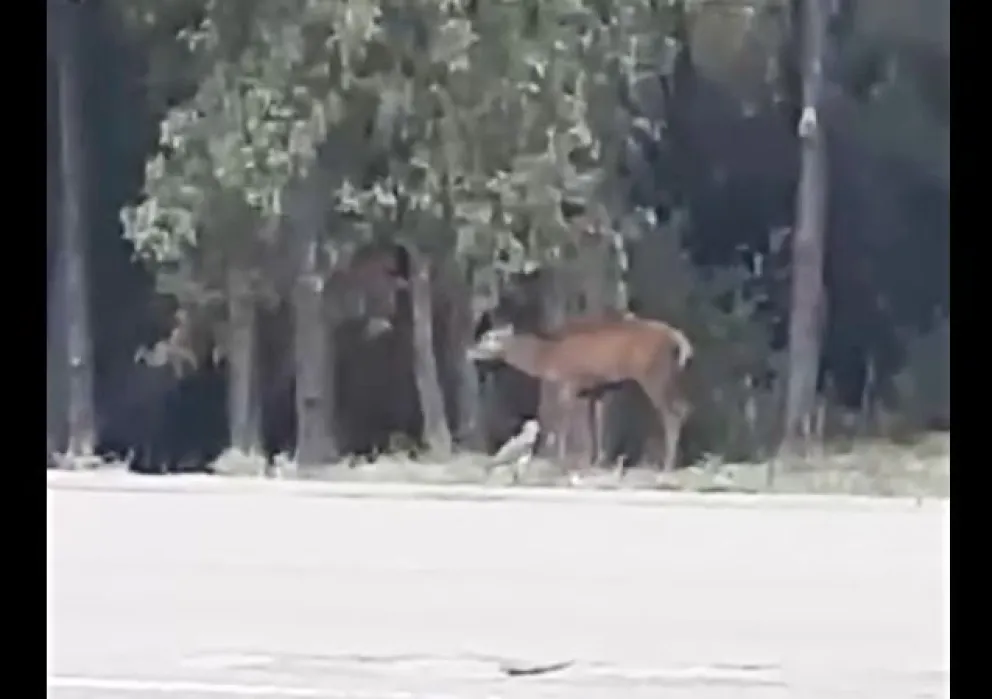 El huemul es una de las especies más emblemáticas de la Patagonia 