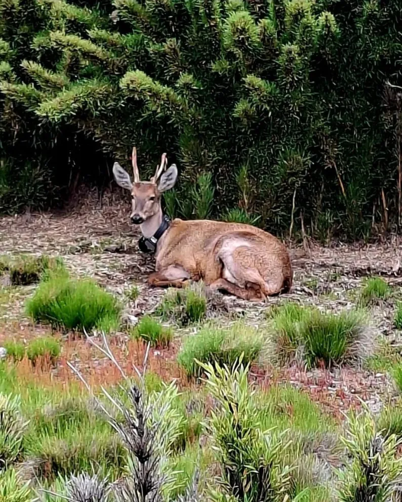 Newenche está en buen estado de salud. Fotos: Facebook Parque Nacional Lanín.