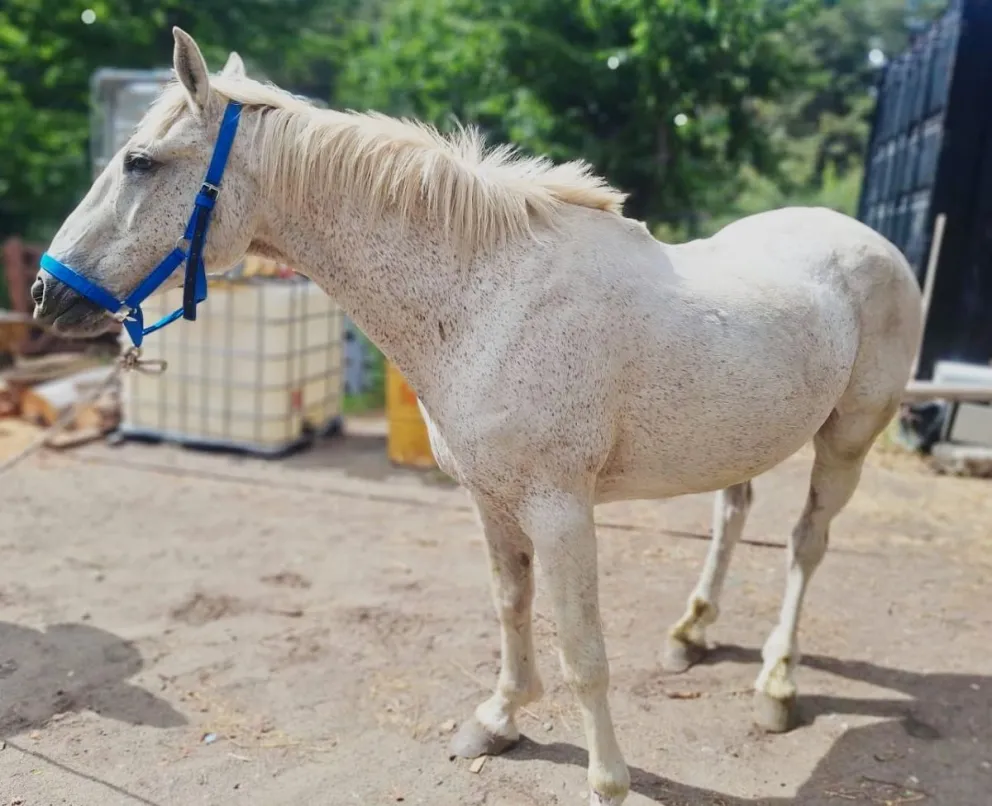 Insisten en la responsabilidad legal y moral de los propietarios. Foto Municipalidad de Bariloche. 