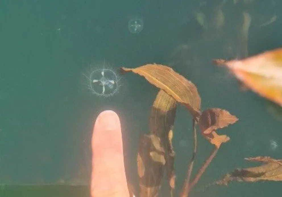 Desde el área protegida destacaron que la documentación sistemática de este tipo de registros resulta clave para fortalecer una gestión preventiva.