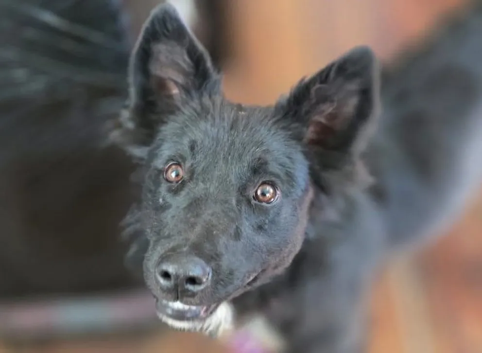 Desde Sanidad Animal esperan que la estadía de “Loquita” en el área sea breve.