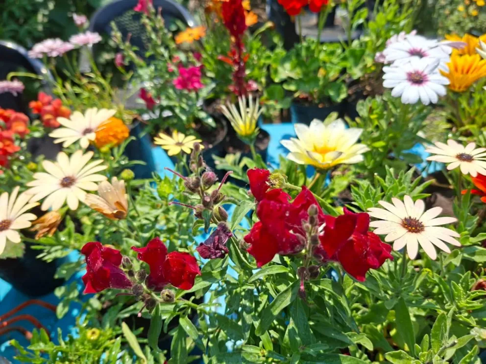 La entrada a la muestra es libre y gratuita.