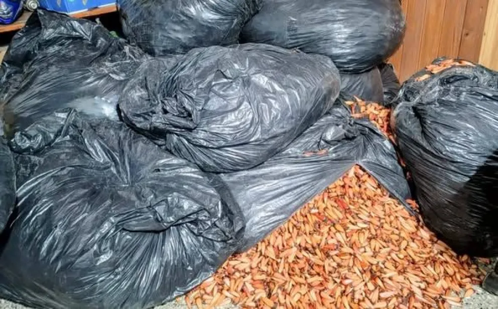 Cuando se llevan piñones del suelo, bajan las posibilidades de que el bosque se regenere naturalmente.