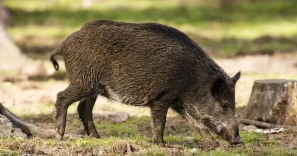 Ya trabajan en el sector.