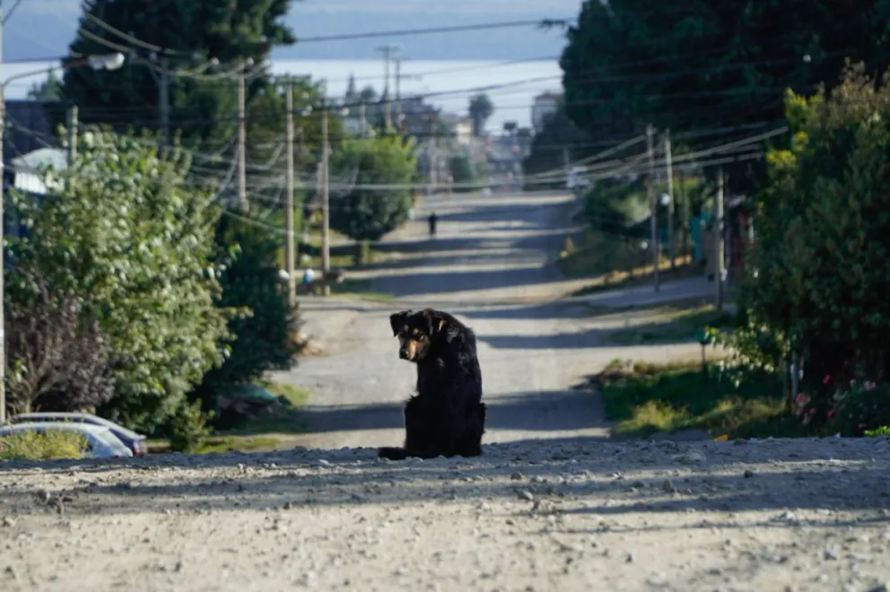 Los perros sueltos en la ciudad, una problemática que crece día a día / Foto Euge Neme 