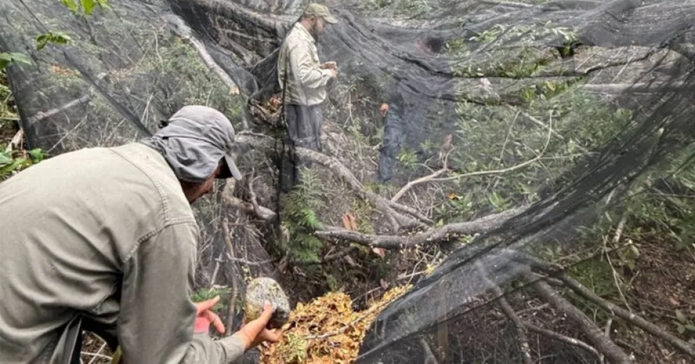 Luego de los incendios comienzan las tareas para reforestar los sectores afectados.