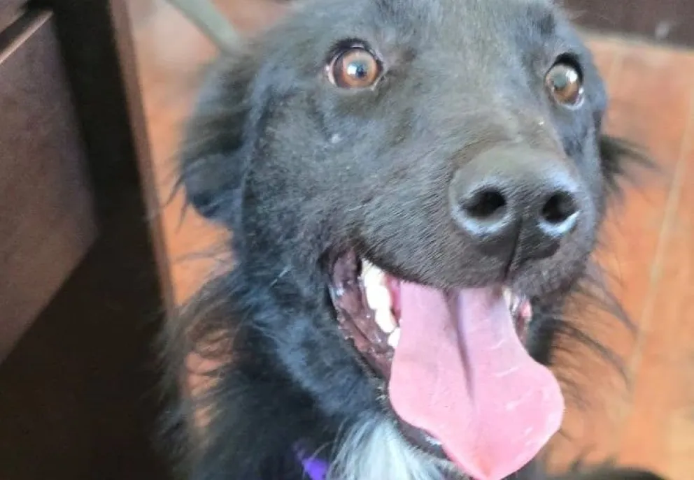 Una historia de recuperación y adopción. 