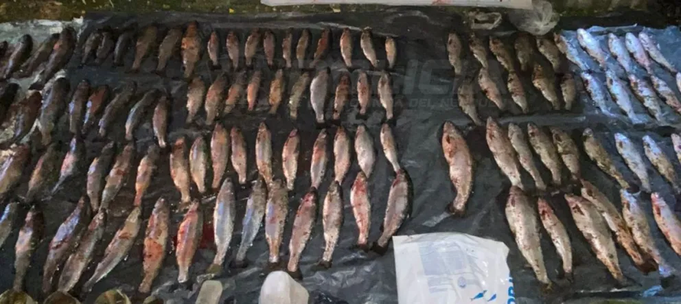 Transportaban bolsas con piezas de pescado principalmente truchas ya faenadas, sin contar con la correspondiente autorización