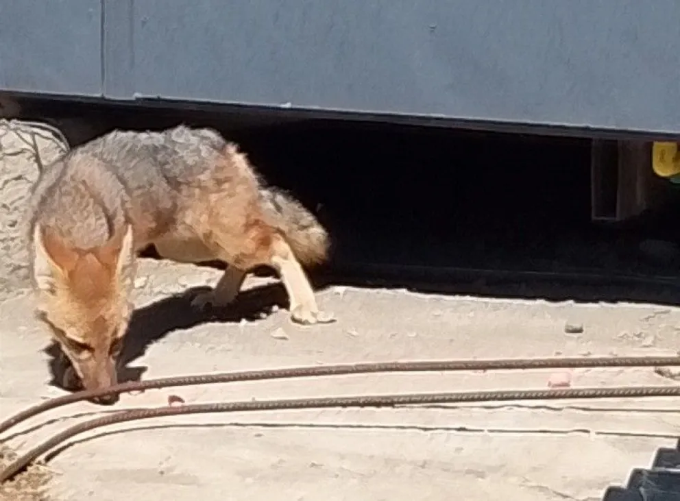 Alfredo Allen aclaró que no es extraño ver un zorro en esa zona. 