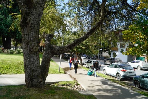 Arboles plaza belgrano 