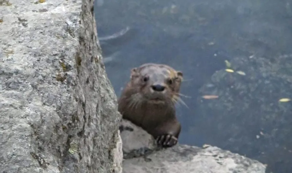 El huillin, una nutria nativa en peligro de extinción. Fotos Parque Nacional Nahuel Huapi. 